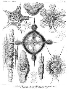 Radiolaria (Challenger) Plate 044