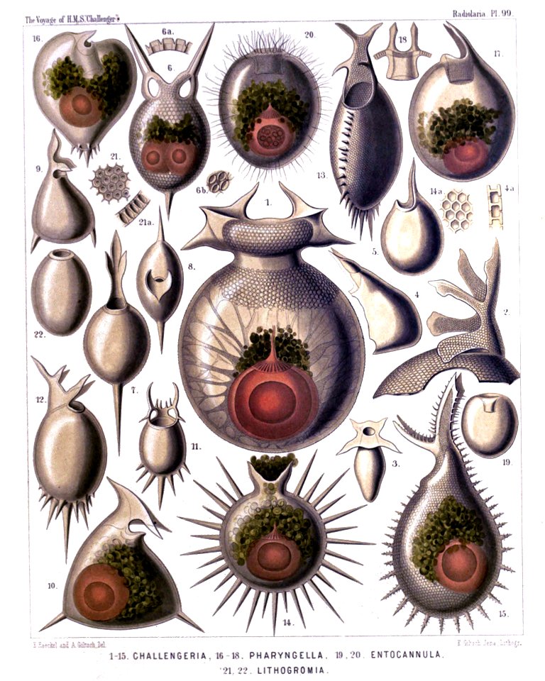 Radiolaria (Challenger) Plate 099