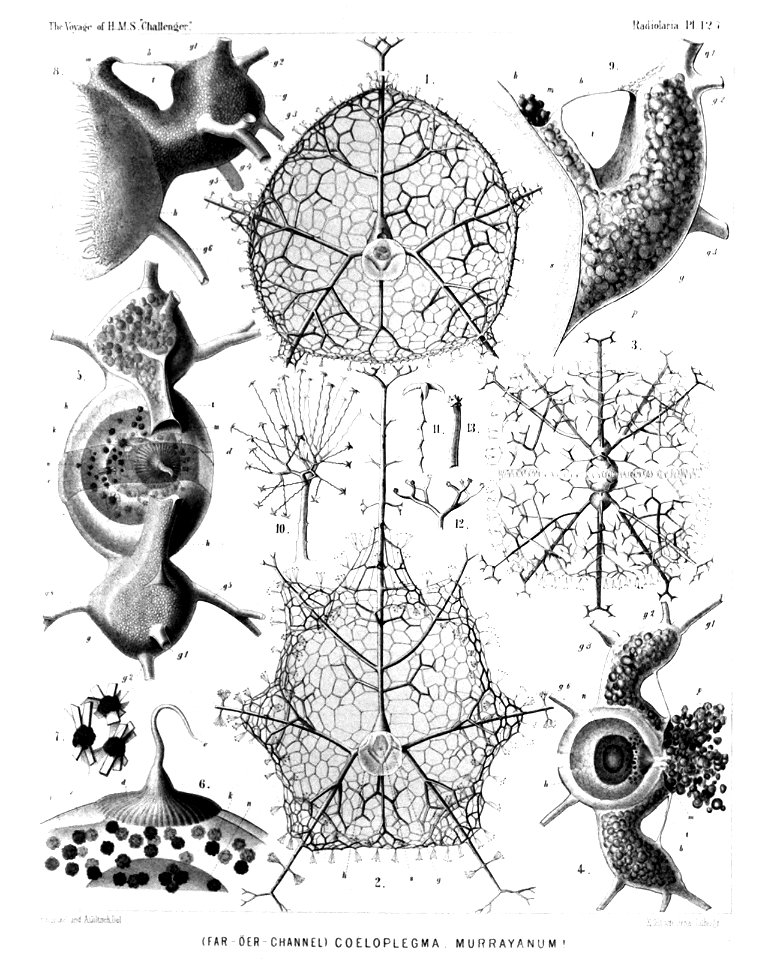 Radiolaria (Challenger) Plate 127