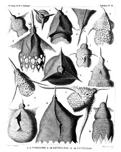 Radiolaria (Challenger) Plate 071