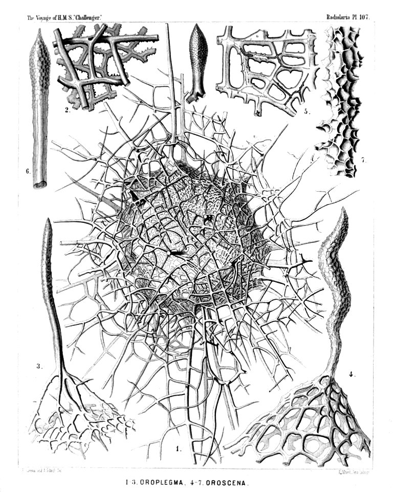 Radiolaria (Challenger) Plate 107