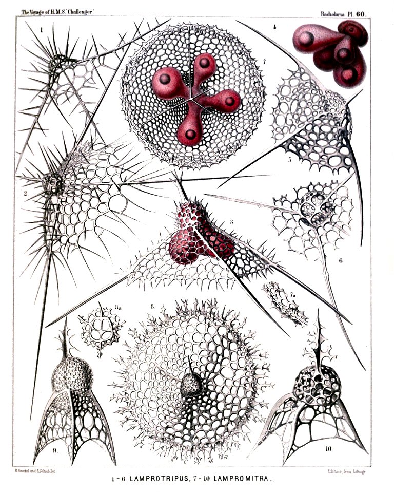 Radiolaria (Challenger) Plate 060