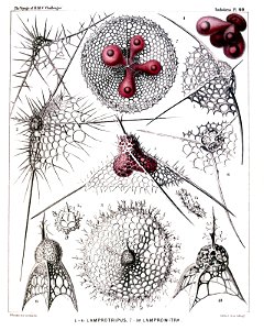 Radiolaria (Challenger) Plate 060