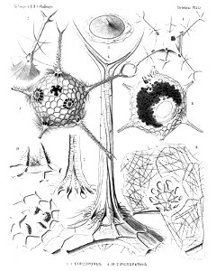 Radiolaria (Challenger) Plate 115