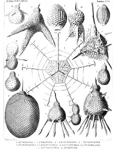 Radiolaria (Challenger) Plate 057