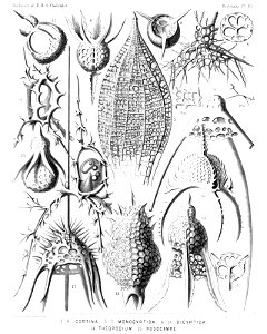 Radiolaria (Challenger) Plate 097