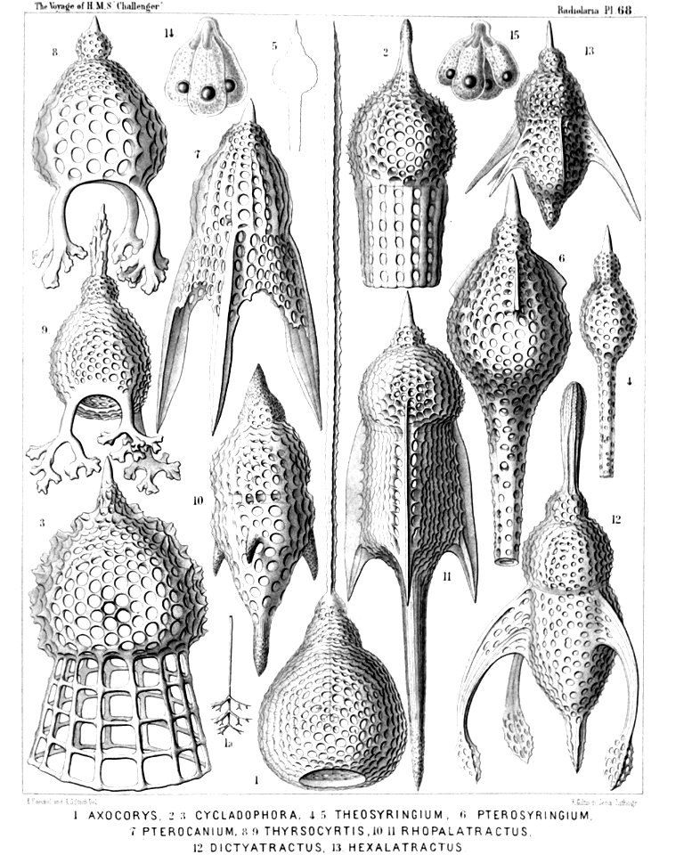 Radiolaria (Challenger) Plate 068