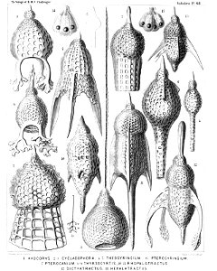 Radiolaria (Challenger) Plate 068