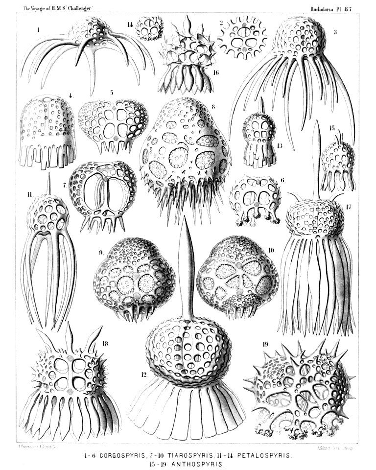 Radiolaria (Challenger) Plate 087