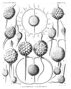 Radiolaria (Challenger) Plate 013