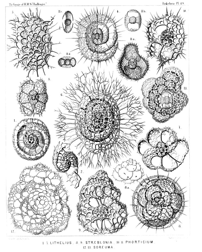 Radiolaria (Challenger) Plate 049