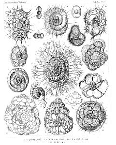 Radiolaria (Challenger) Plate 049