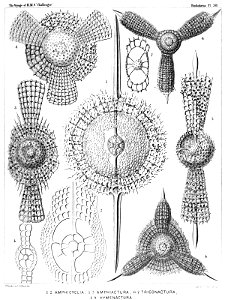 Radiolaria (Challenger) Plate 038