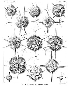 Radiolaria (Challenger) Plate 022