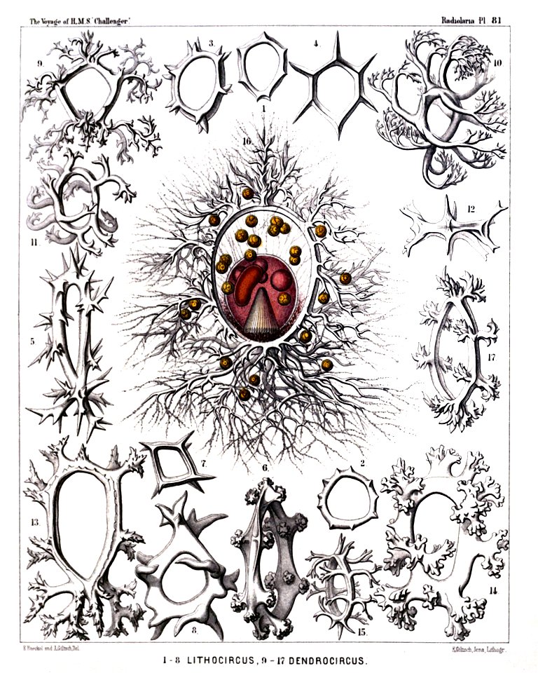 Radiolaria (Challenger) Plate 081
