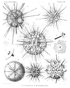 Radiolaria (Challenger) Plate 135
