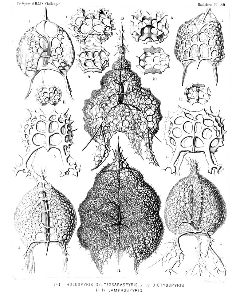 Radiolaria (Challenger) Plate 089