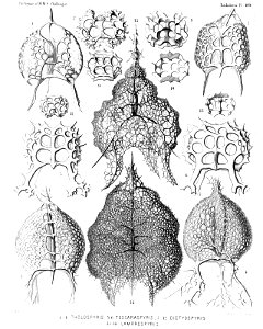 Radiolaria (Challenger) Plate 089
