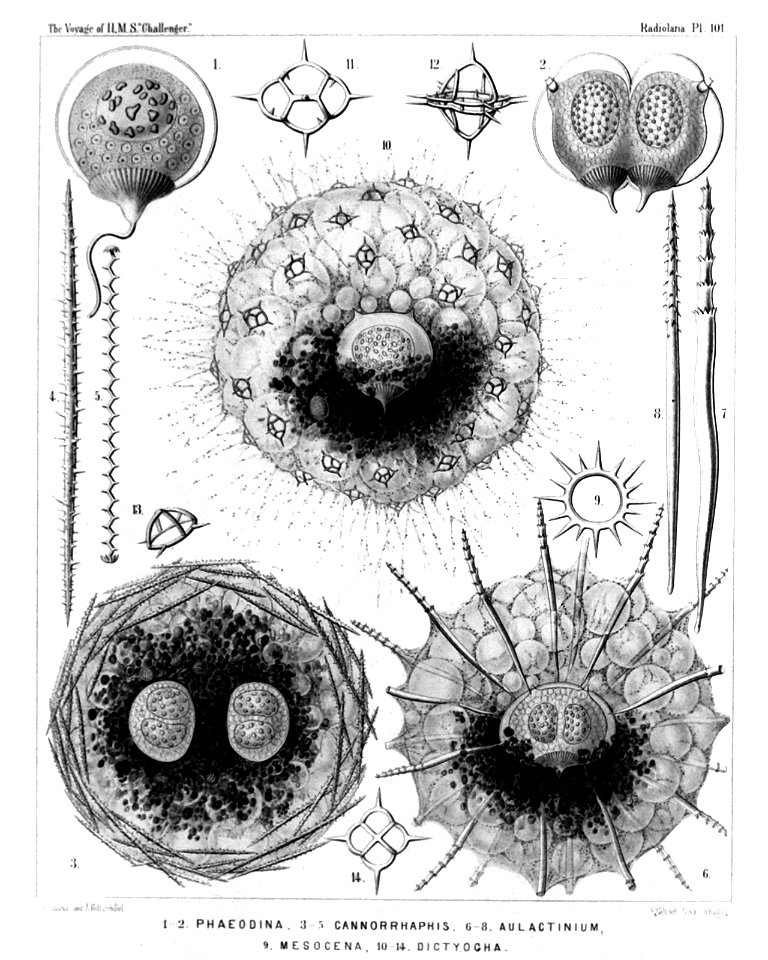 Radiolaria (Challenger) Plate 101