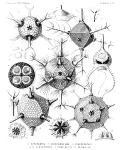 Radiolaria (Challenger) Plate 117