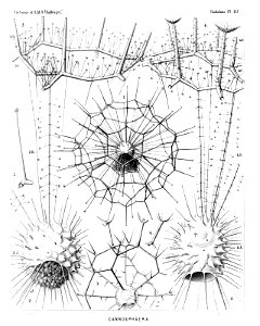 Radiolaria (Challenger) Plate 112