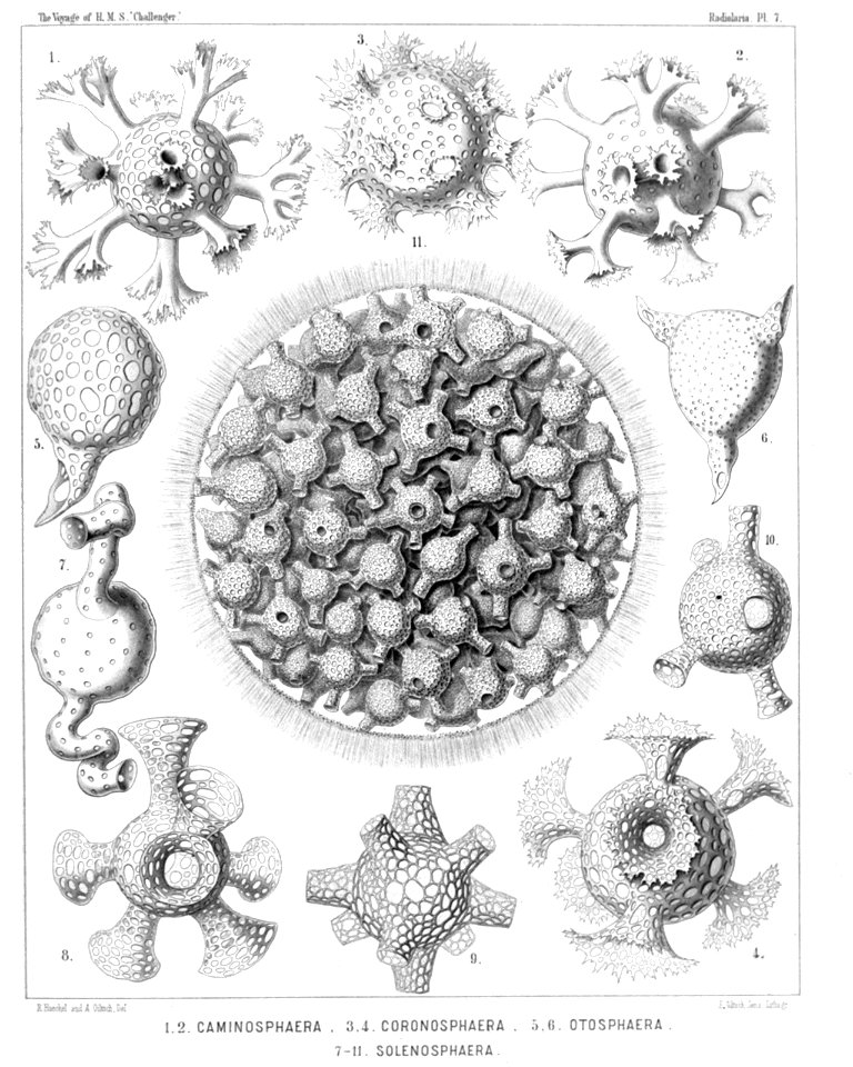 Radiolaria (Challenger) Plate 007