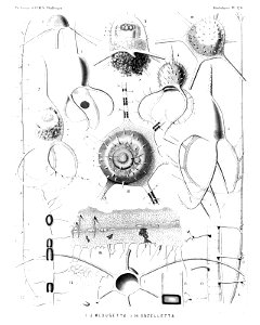 Radiolaria (Challenger) Plate 120