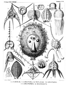 Radiolaria (Challenger) Plate 098
