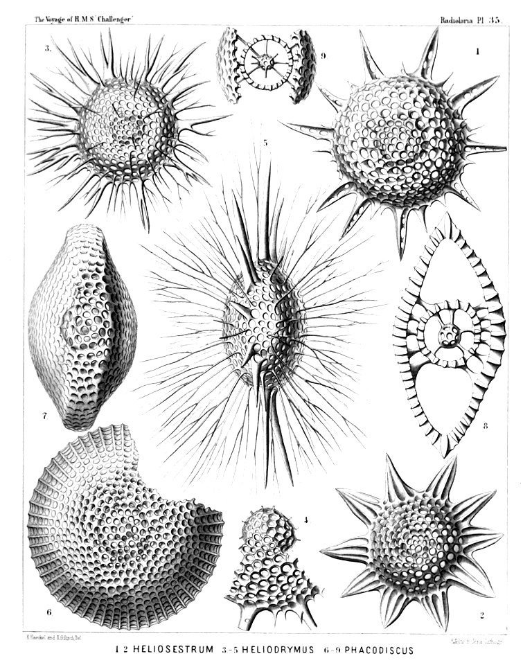 Radiolaria (Challenger) Plate 035
