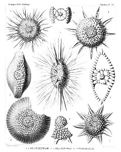 Radiolaria (Challenger) Plate 035