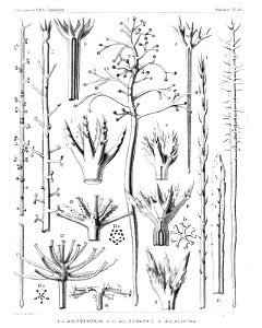 Radiolaria (Challenger) Plate 105