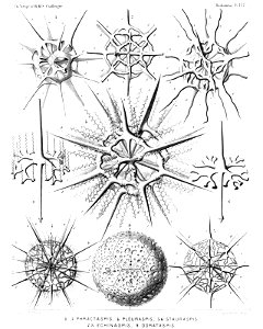 Radiolaria (Challenger) Plate 137