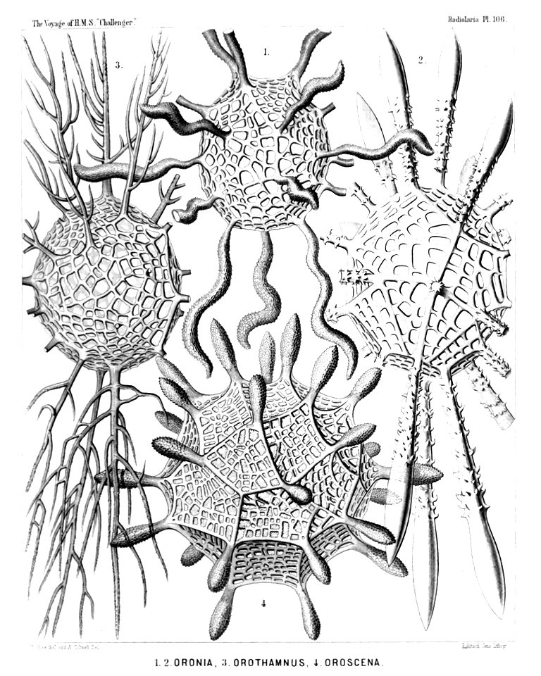 Radiolaria (Challenger) Plate 106