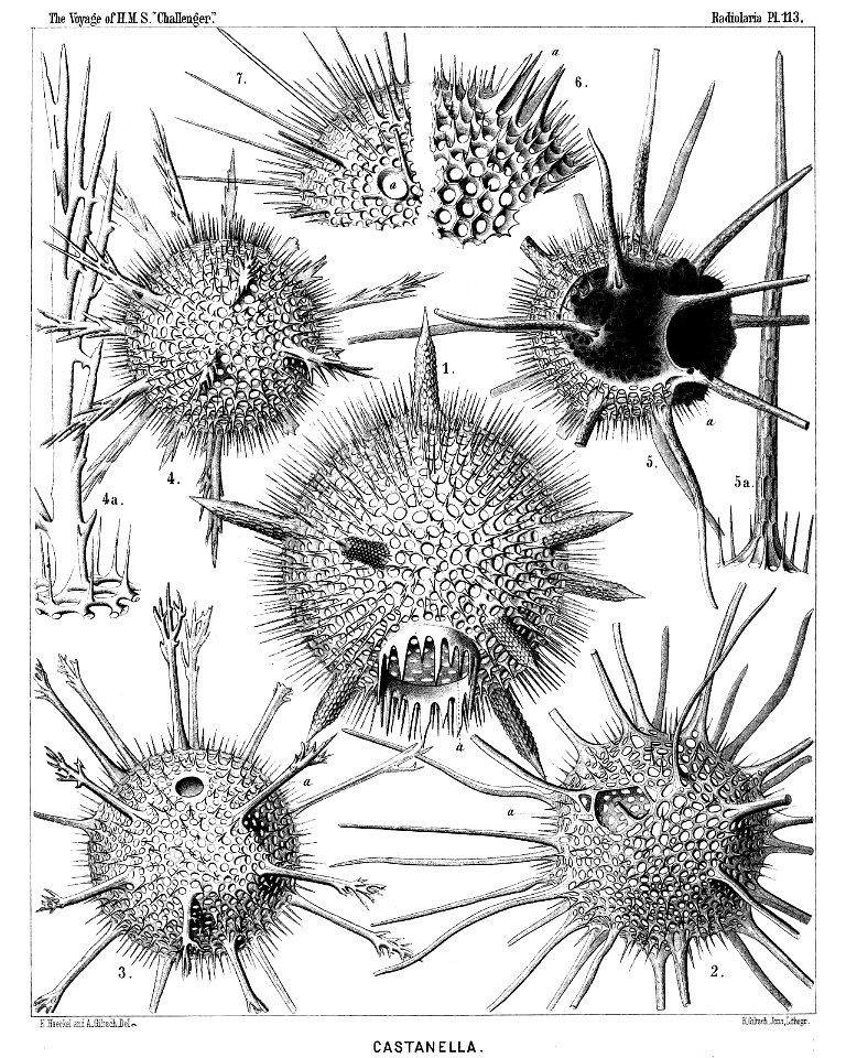 Radiolaria (Challenger) Plate 113