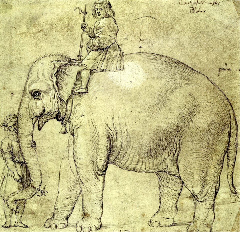 Raffaello Sanzio (school of) - The Elephant Hanno - Google Art Project