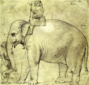 Raffaello Sanzio (school of) - The Elephant Hanno - Google Art Project. Free illustration for personal and commercial use.