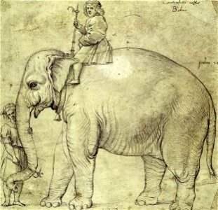 Raffaello Sanzio (school of) - The Elephant Hanno - Google Art Project