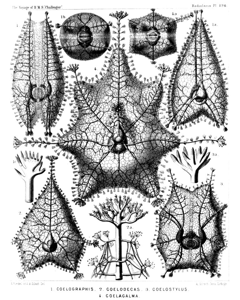 Radiolaria (Challenger) Plate 126