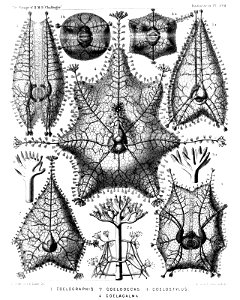 Radiolaria (Challenger) Plate 126