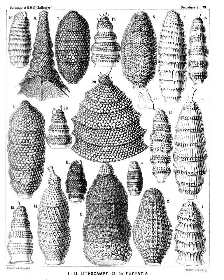 Radiolaria (Challenger) Plate 079