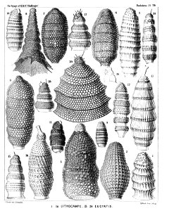 Radiolaria (Challenger) Plate 079