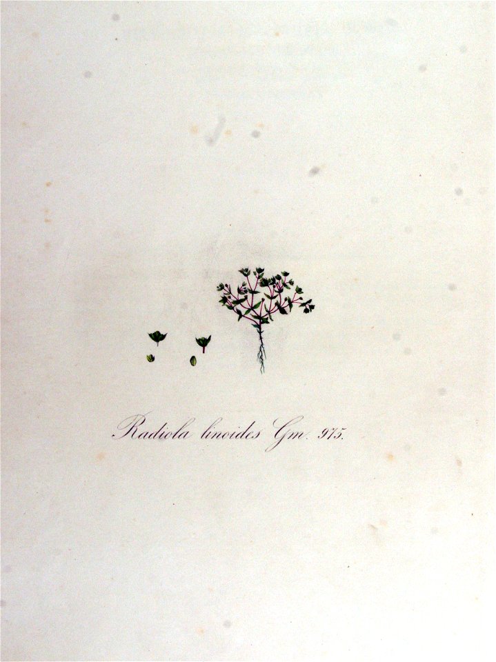 Radiola linoides — Flora Batava — Volume v13