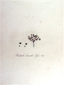 Radiola linoides — Flora Batava — Volume v13