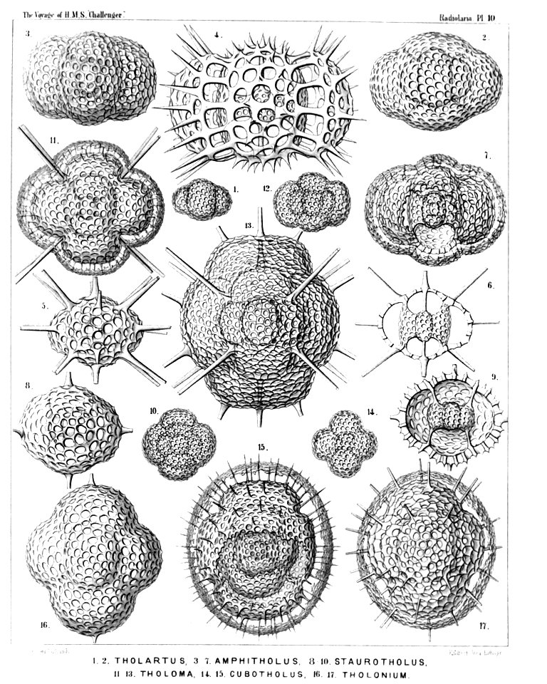 Radiolaria (Challenger) Plate 010