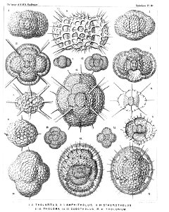 Radiolaria (Challenger) Plate 010