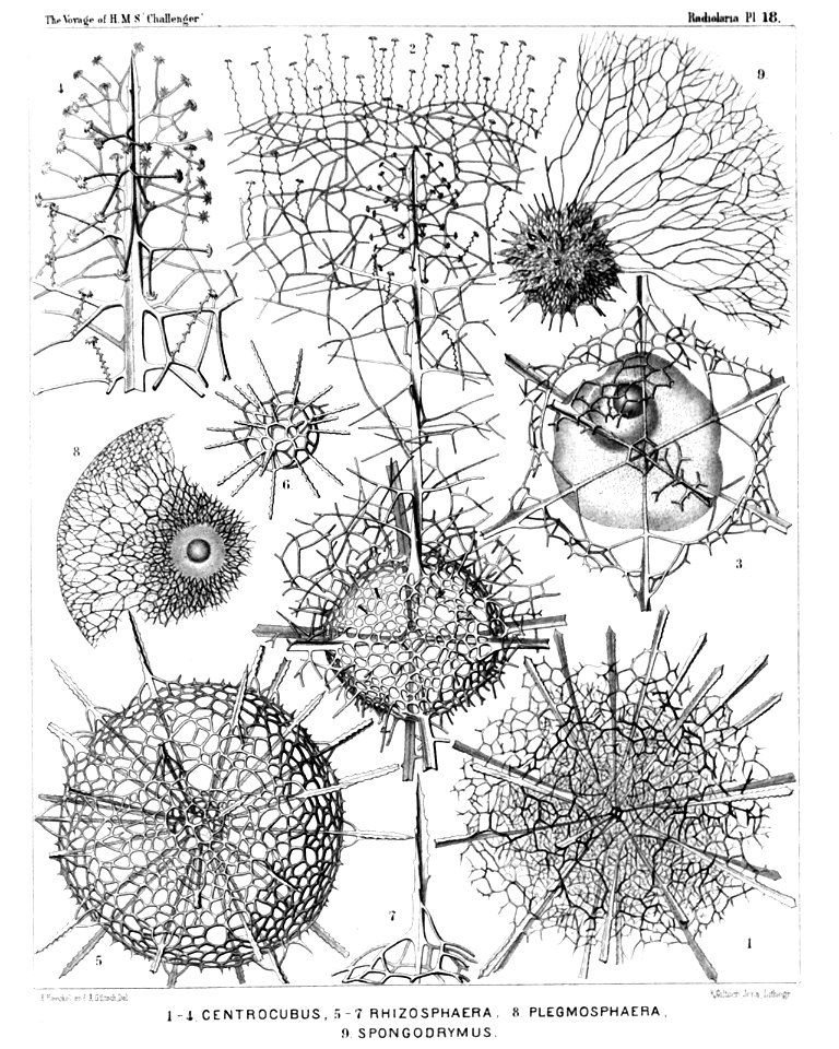 Radiolaria (Challenger) Plate 018