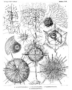 Radiolaria (Challenger) Plate 018