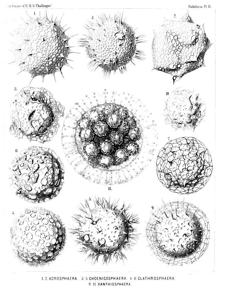 Radiolaria (Challenger) Plate 008