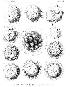 Radiolaria (Challenger) Plate 008