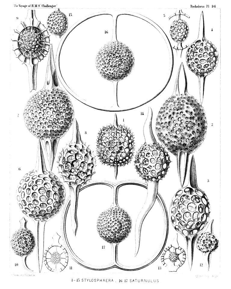 Radiolaria (Challenger) Plate 016
